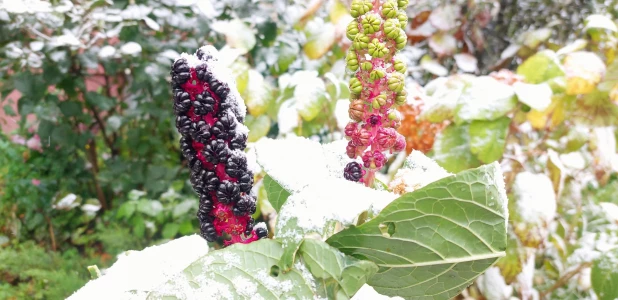 В Барнауле лег первый снег.