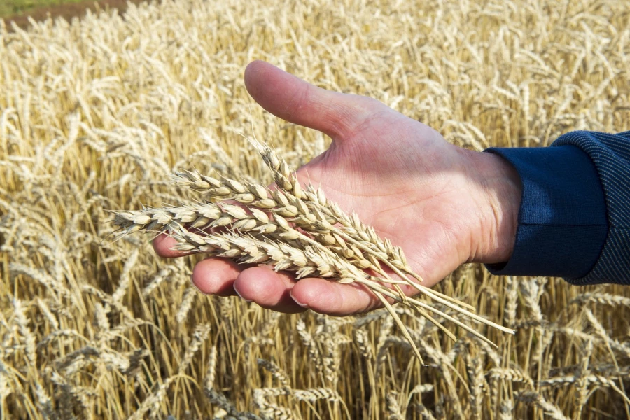 Пшеница