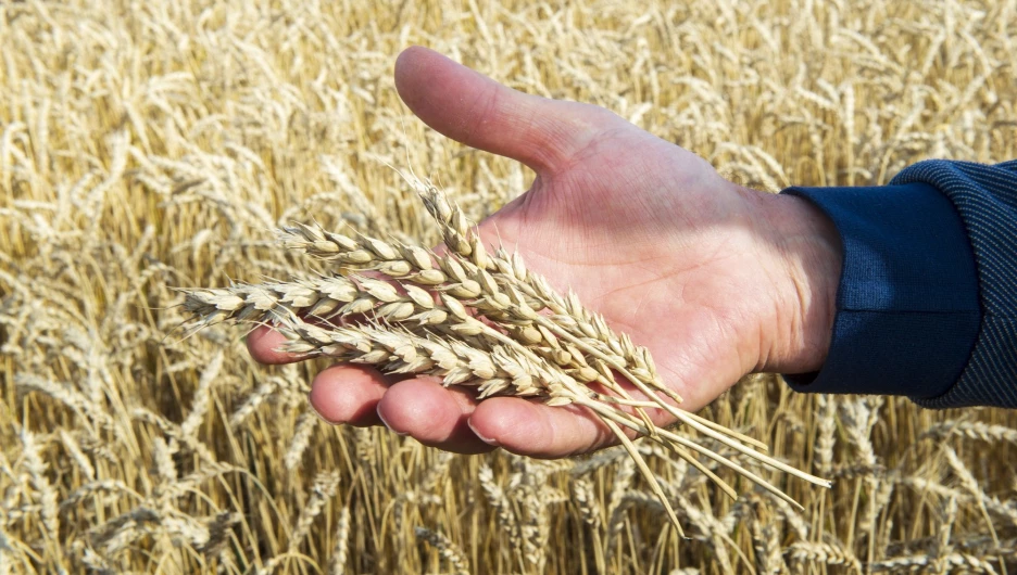 Пшеница
