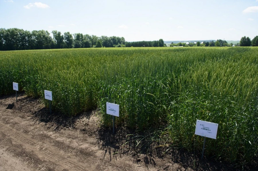 Опытные поля