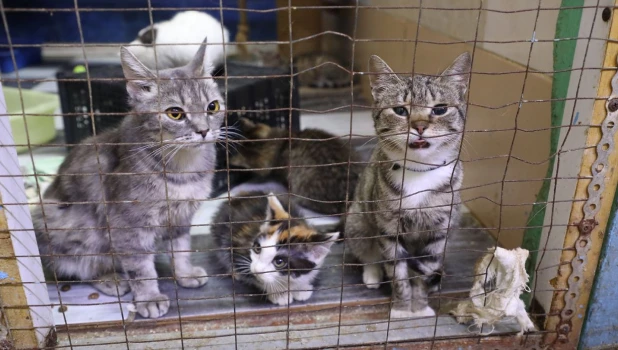 Приют для животных в Заринске.