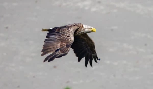 Белохвостый орлан на берегу Оби 