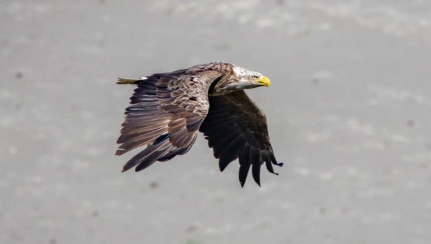 Белохвостый орлан на берегу Оби 