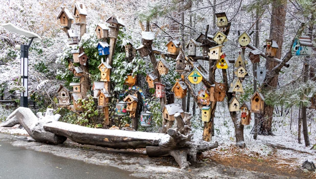 Зимняя сказка в Новосибирском зоопарке 