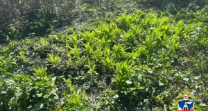 В селе Алтайское полицейские выявили незаконное культивирование наркотического мака.