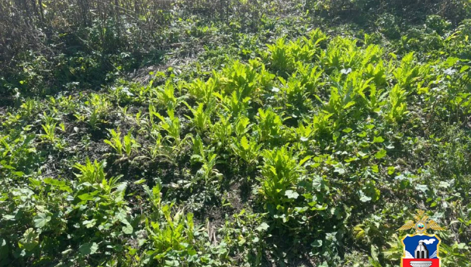 В селе Алтайское полицейские выявили незаконное культивирование наркотического мака.