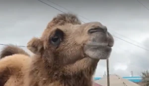 Верблюд в Камне-на-Оби.