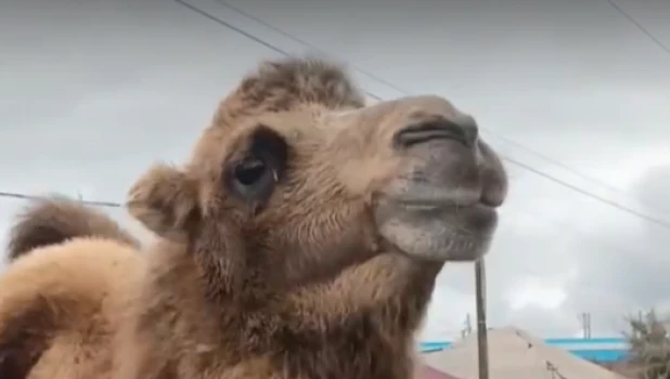 Верблюд в Камне-на-Оби.