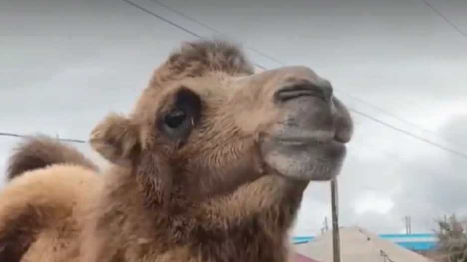 Верблюд в Камне-на-Оби.