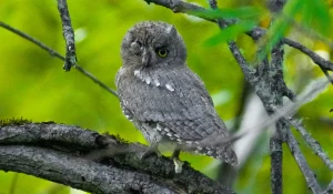 Птицы в Алтайском заповеднике.