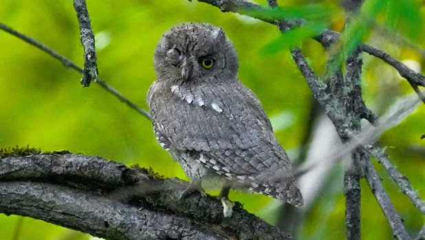 Птицы в Алтайском заповеднике.