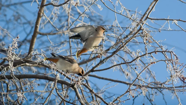Свиристели. Зима. Мороз.
