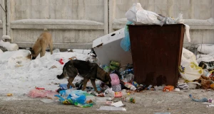 Бродячие собаки. Бездомные собаки.