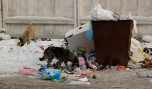 Бродячие собаки. Бездомные собаки.