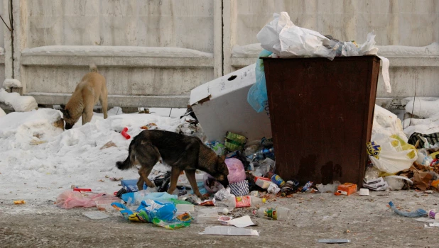 Бродячие собаки. Бездомные собаки.