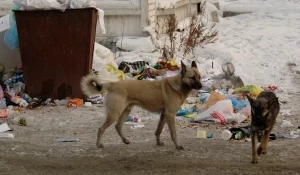 Бродячие собаки. Бездомные собаки.