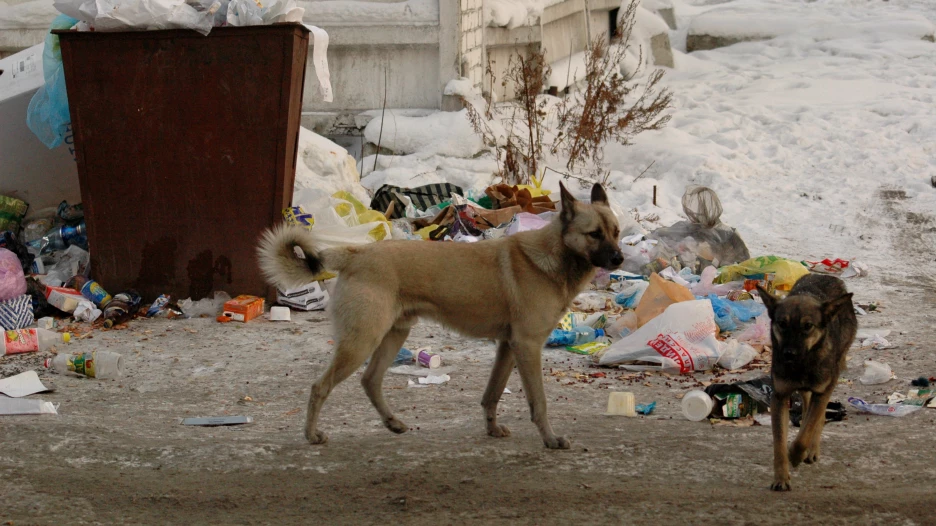 Бродячие собаки. Бездомные собаки.