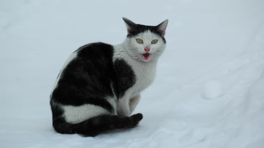 Кошки. Кошка. Кот.