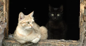 Кошки. Кошка. Кот.