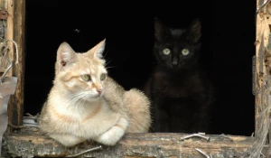 Кошки. Кошка. Кот.