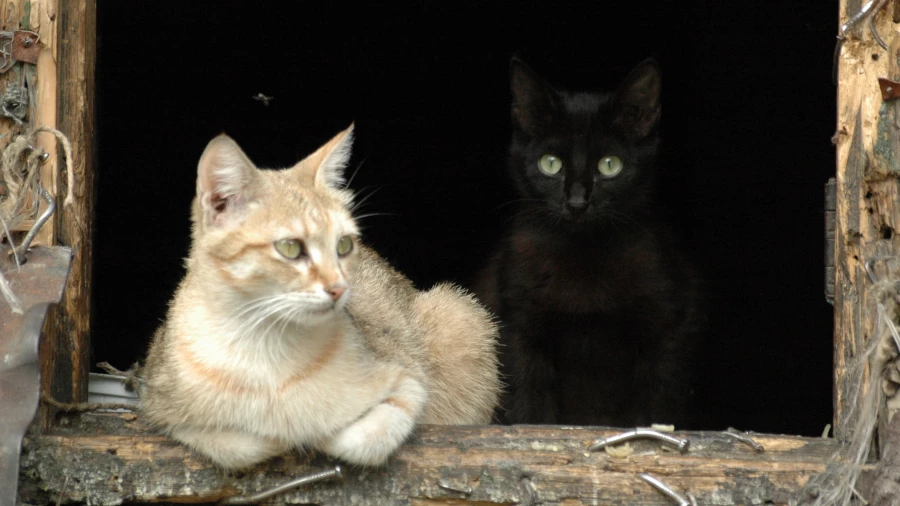 Кошки. Кошка. Кот.