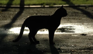 Кошки. Кошка. Кот.