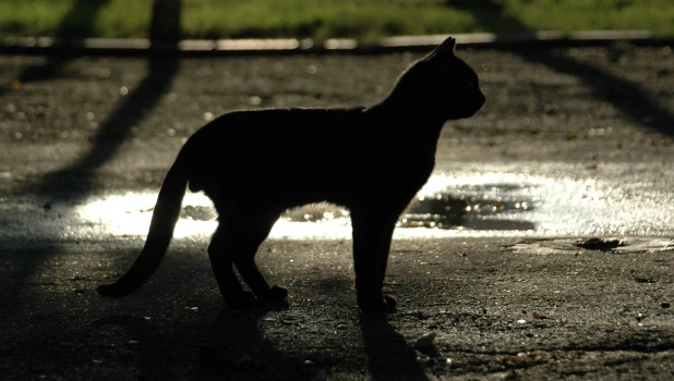 Кошки. Кошка. Кот.