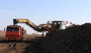 Уборка урожая свеклы. 