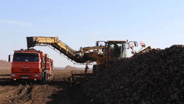 Уборка урожая свеклы. 