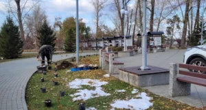 Саженцы в дар от барнаульской семьи.