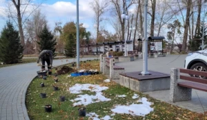 Саженцы в дар от барнаульской семьи.