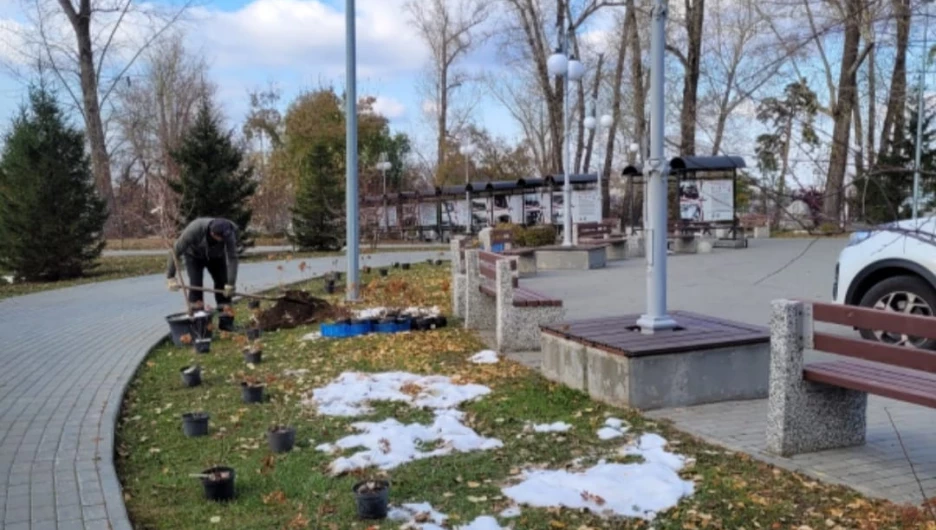 Саженцы в дар от барнаульской семьи.