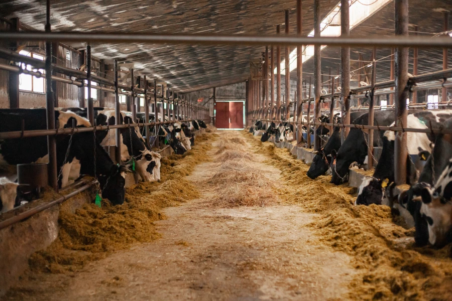 СПК &quot;Бурановский&quot;