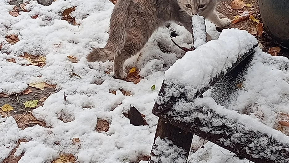 Кошки без хозяина. 