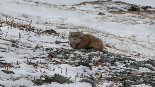 Манул в прителецкой тайге.