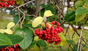 Калина в сочинском «Дендрарии».