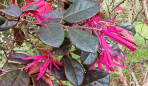 Цветение в сочинском дендрарии в октябре.