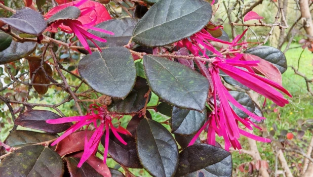 Цветение в сочинском дендрарии в октябре.