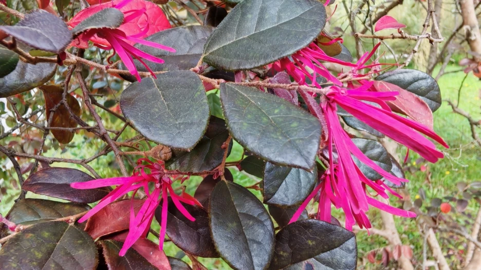 Цветение в сочинском дендрарии в октябре.