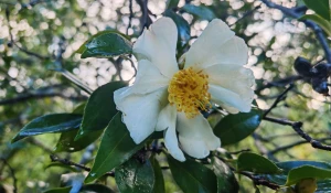 Цветение в сочинском дендрарии в октябре.