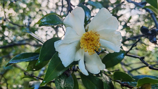 Цветение в сочинском дендрарии в октябре.