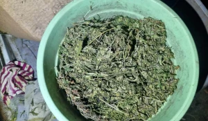 В Локтевском районе оперативники изъяли у мужчины цветочный горшок с марихуаной.