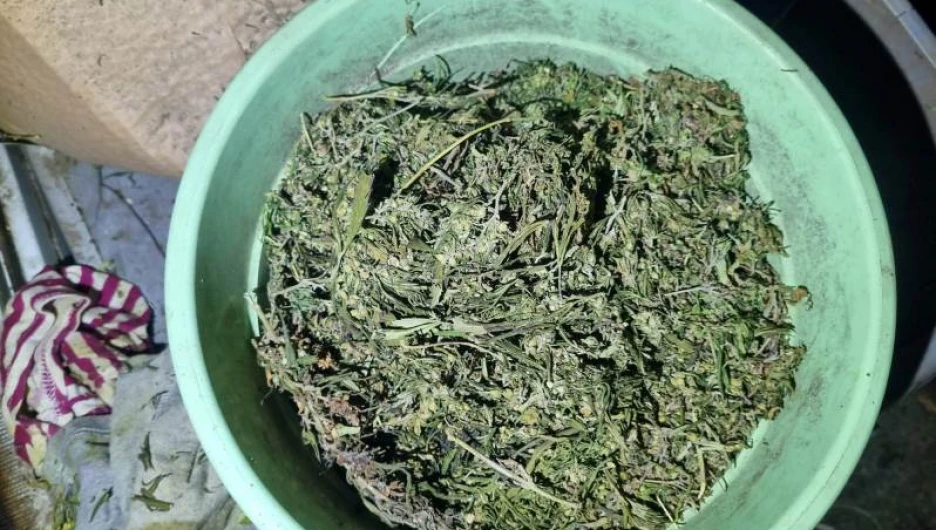 В Локтевском районе оперативники изъяли у мужчины цветочный горшок с марихуаной.