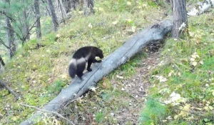 Росомаха в Алтайском заповеднике.