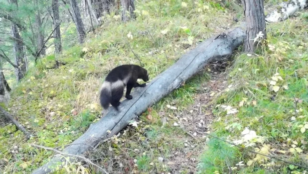 Росомаха в Алтайском заповеднике.