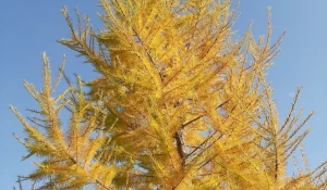 Октябрь в Барнауле.