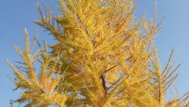 Октябрь в Барнауле.