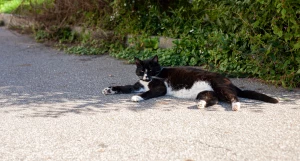 Вальяжный кот из Зеленоградска, 2025 год.