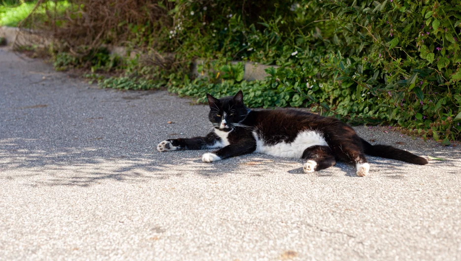 Вальяжный кот из Зеленоградска, 2025 год.