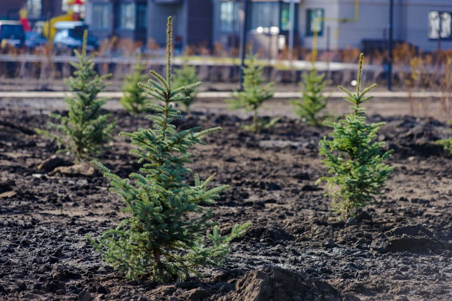 Парк за ТРЦ «Европа». 